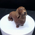 Miniatura Dachshund Pelo Longo (Salsicha) - Pintura Personalizada ou Cor única - Estátua de Cachorro Impressão 3D