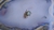 Imagen de Anillo escarabajo
