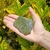 Jaspe Verde (270g - 8cm) - comprar online
