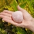 Quartzo Rosa (225g - 8cm) - comprar online