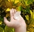 Drusa de Cristal (aprox. 80g) - comprar online