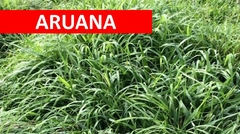 Panicum Aruana VC35 - 20kg