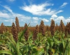 Sorgo BRS Ponta Negra - 20kg na internet