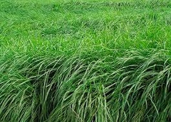 Panicum Massai VC35 - 20kg - comprar online