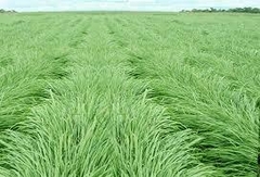 Panicum Massai VC35 - 20kg - Cazerta Agronegócios