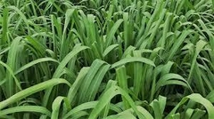 Panicum Miyagui VC35 - 20kg - Cazerta Agronegócios