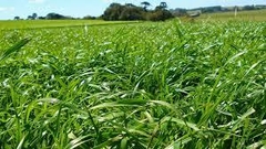 Panicum Aruana VC35 - 20kg - comprar online