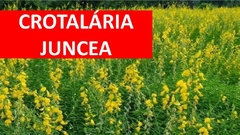 Crotalária Juncea - 20kg