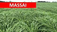 Panicum Massai VC35 - 20kg