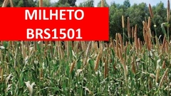 Milheto BRS 1501 - 20Kg