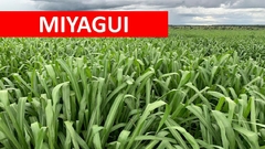 Panicum Miyagui VC35 - 20kg