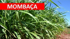 Panicum Mombaça VC35 - 20kg