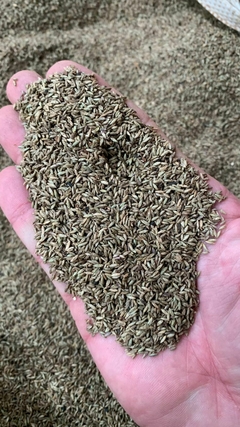 Panicum Massai VC35 - 20kg - loja online