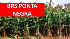 Sorgo BRS Ponta Negra - 10kg