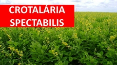 Crotalária Spectabilis - 20kg