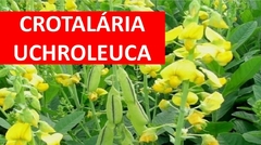 Crotalária Uchroleuca - 20kg