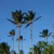 Coqueiros de Jericoacara - 40x40 - Canva na internet