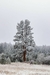 Winter in Montana I (moldura preta) na internet