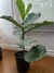 Ficus Pandurata - comprar online