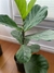 Ficus Pandurata