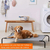 Cama Elevada Para Pets Cães Gatos Berço Portátil Xl 102 Cm