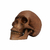 Imagen de Resin Cranium