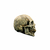 Skull Human - Ghoulish Productions