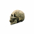 Imagen de Skull Human