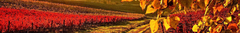Banner de la categoría Vinos Tintos