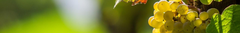 Banner de la categoría Viognier