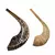 Imagen de Shofar de Carnero Mediano de 34 a 37 cm (CA-M2)