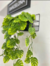 PLANTA COLGANTE PALMERITA - comprar online