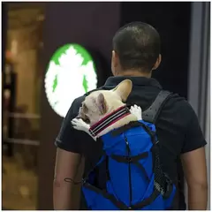 Mochila p/ transporte de pet na internet