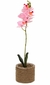 Maceta Orquidea