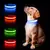Coleiras de segurança luminosa para animais, impermeável. - loja online