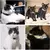 Trela reflexiva ajustável para gatos e cães pequenos, sinos colares. na internet