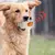 Brinquedo para Cão Pet Vocal Toy, na internet