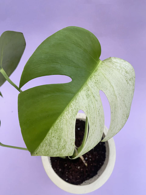 Monstera Mint Variegada - comprar online