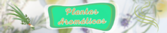 Banner de la categoría Aromáticas