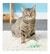 Bola Active Moppy Ball KONG para gatos na internet