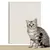 ArranhaPet – Proteção para seus móveis, liberdade para seu gato - INF1N1TY SHOP