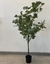 Planta eucalipto