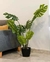 PLANTA COSTILLA DE ADAN - comprar online