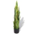 PLANTA SANSEVIERIA. - comprar online