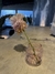 Florero dona