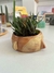 Cabeza con planta - TIENDAGRUPA