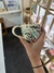 Taza Serpiente - TIENDAGRUPA