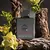 CDN INTENSE PARFUM EDITION LIMITED en internet