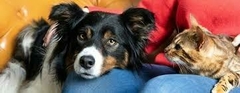 Banner da categoria PARA PETS