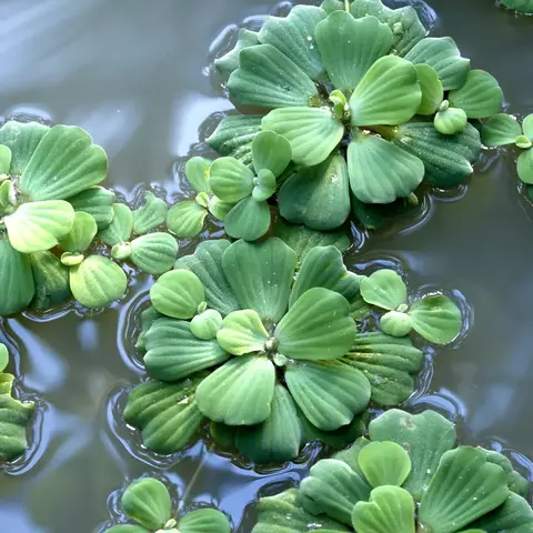 Planta Alface D'água (Pistia stratiotes)